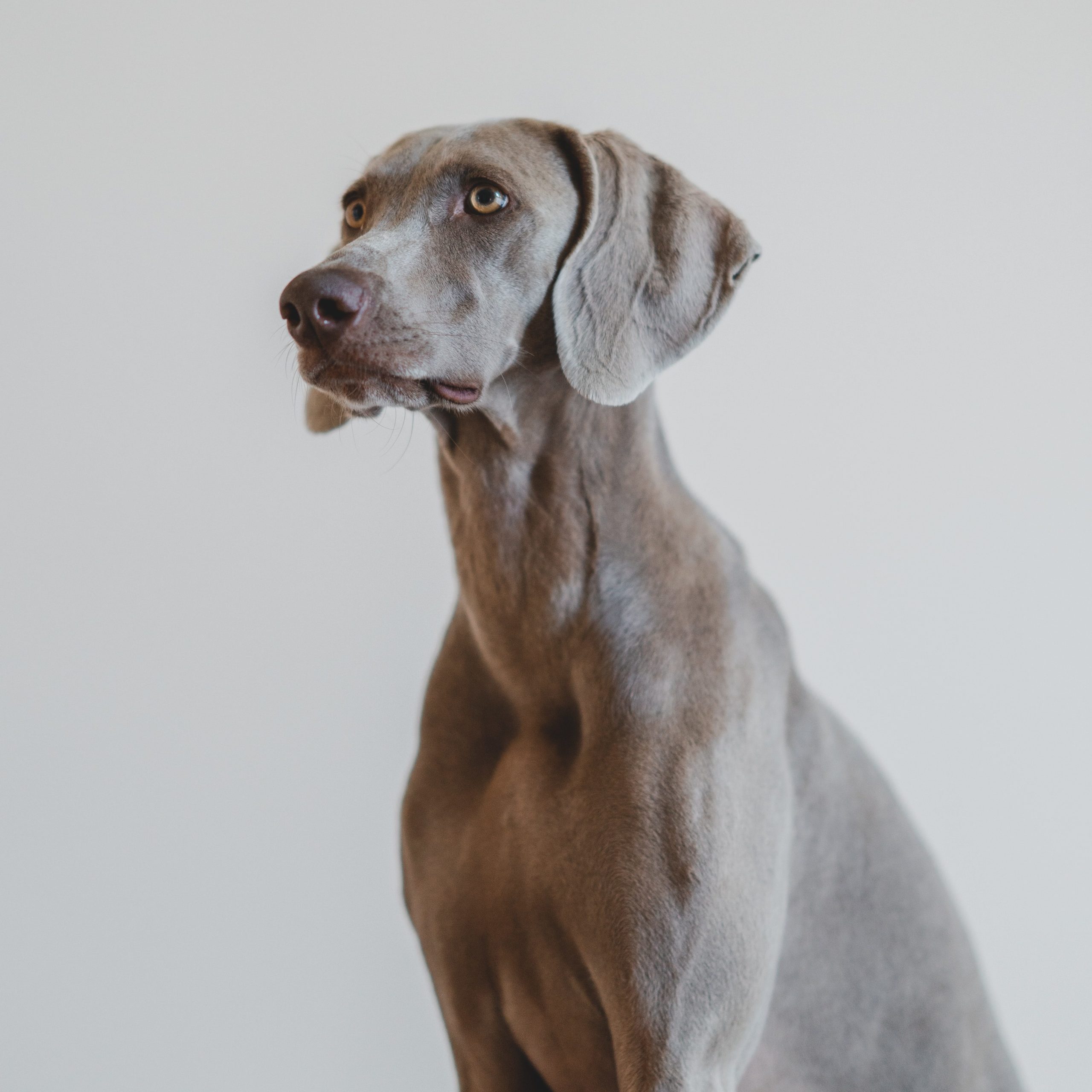 weimaraner hiking dogs