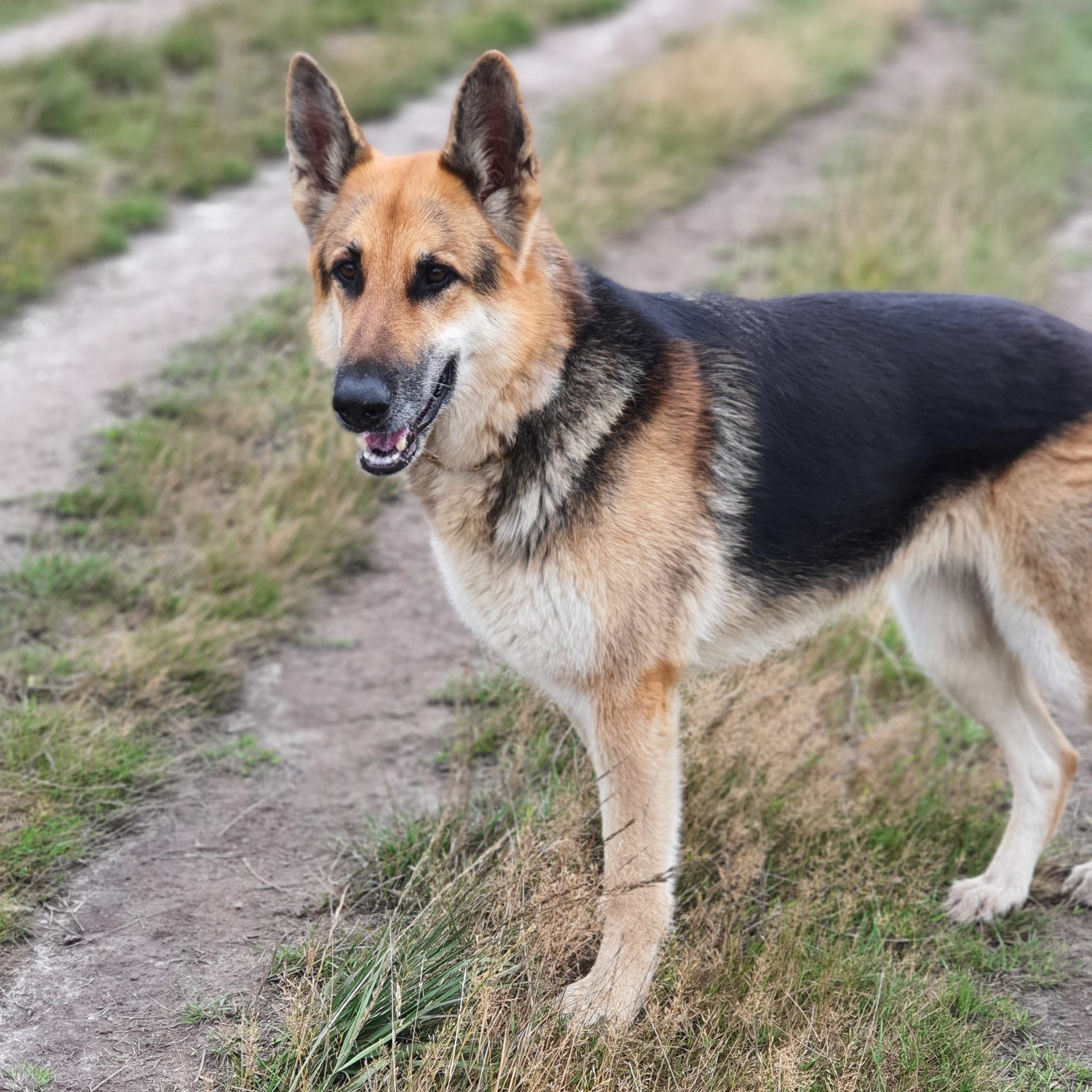 german shepherd best hiking dogs