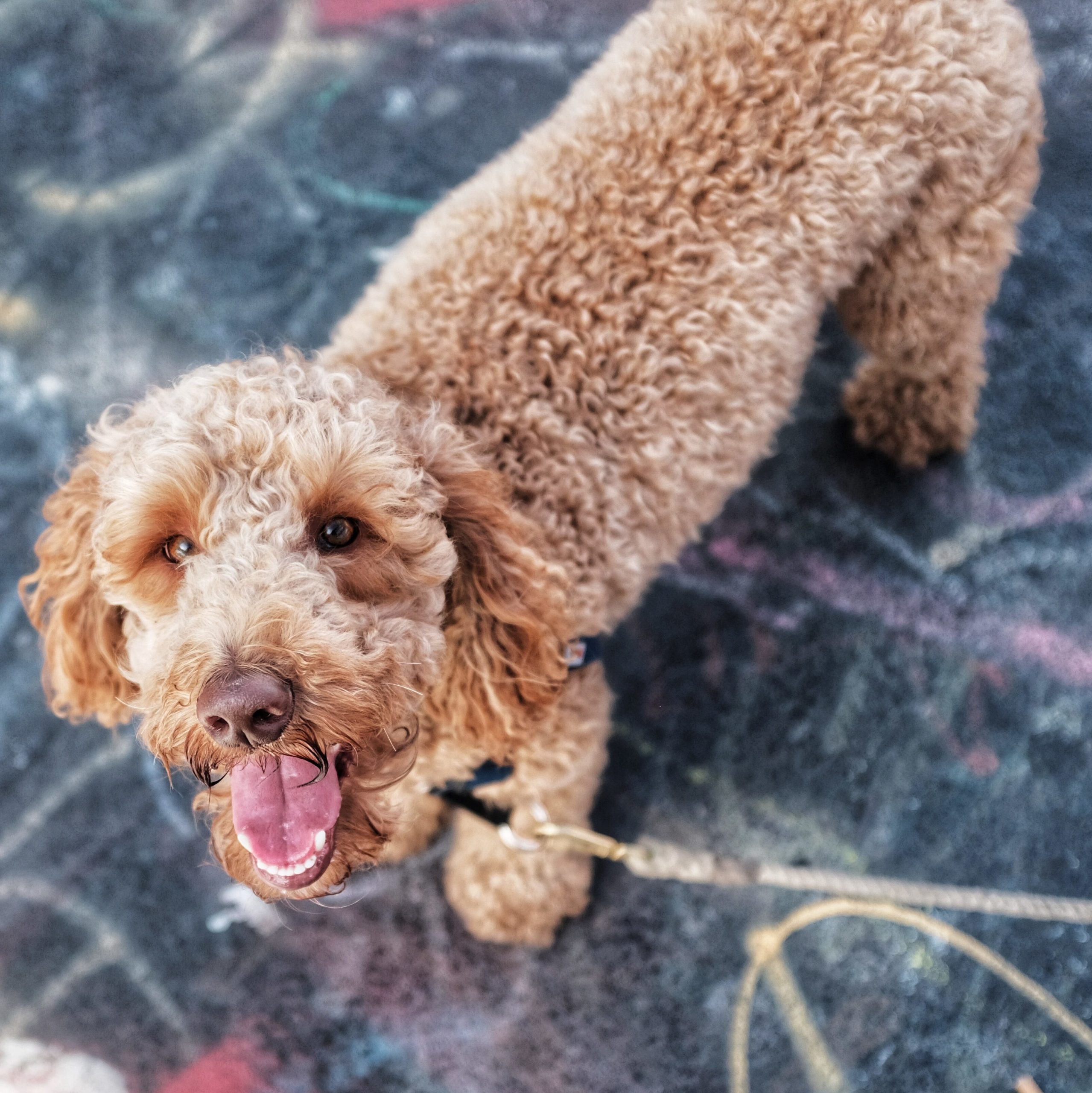 best hiking dogs poodles