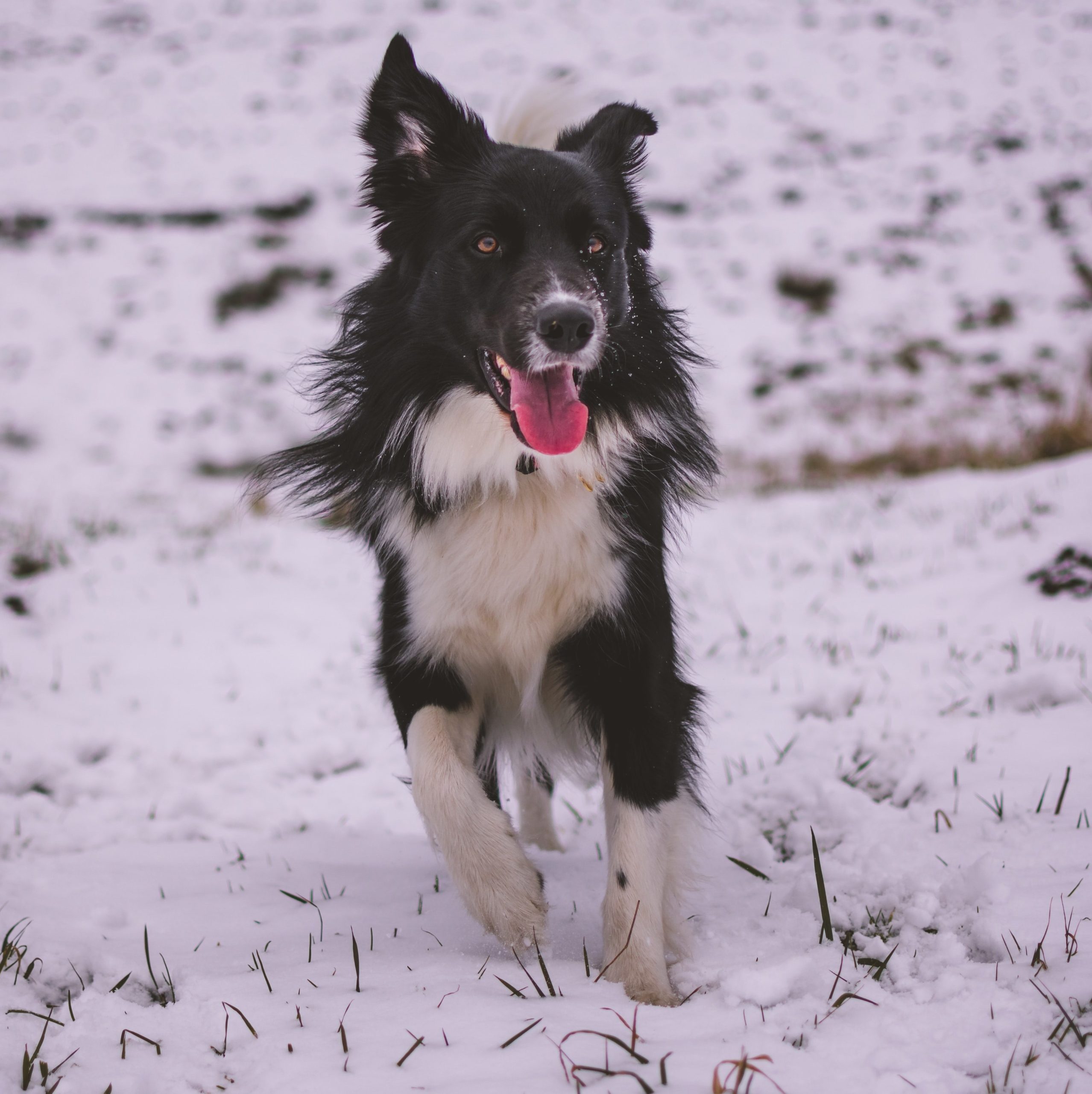 collie best hiking dogs